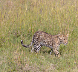 Fototapeta premium Leopard Stalking in Green Grass