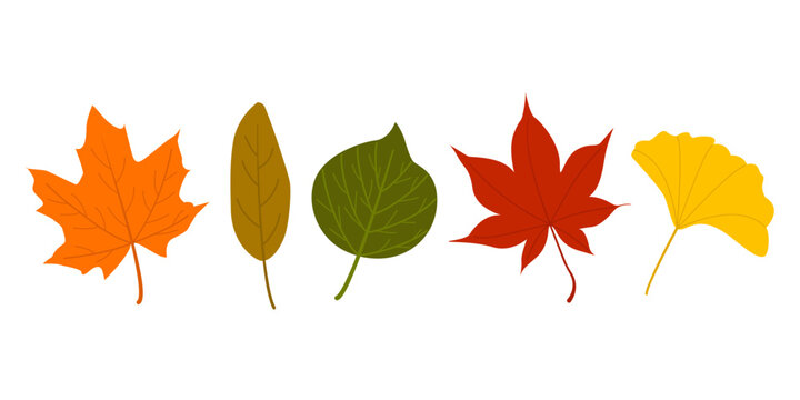Autumn leaves frame row outline border on white background. Colorful fallen foliage collection with maple birch ginkgo and elm leaf elements