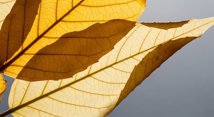Obraz premium Autumn fall leaves golden yellow foliage in nature seasonal change