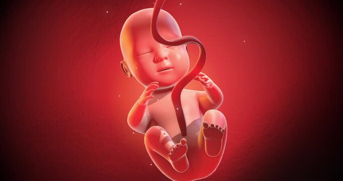 Anatomical illustration of fetal development in a woman's pregnant belly. Medical and Health Related 3D Animation.