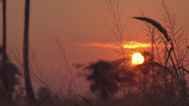 The sun appears perfectly round with a warm golden orange, slowly descending behind the silhouettes of the reeds and wild grasses swaying gently in the breeze.