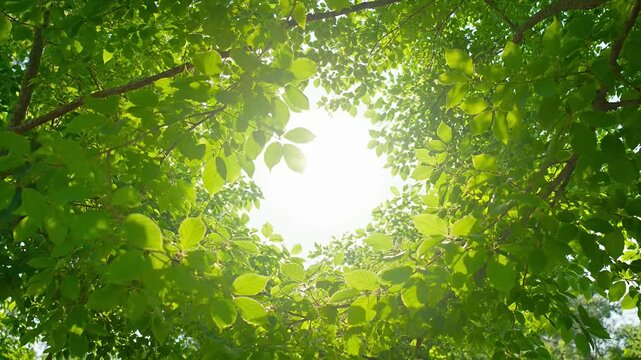 Nature Calm Background Green leaf bright sun nature background tree branch fresh foliage spring summer sunlight natural frame eco concept sunny day outdoor forest green canopy bright sky
