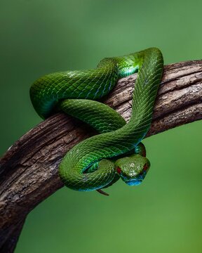 green snake viper on a tree
