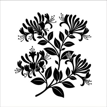 Honeysuckle vector floral branch black silhouette illustration