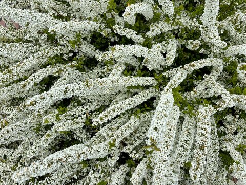 Top-view macro shot of Spiraea thunbergii yukiyanagi branches fully blanketed by masses of petite white flowers, their delicate petals and stamens creating an intricate floral tapestry throughout the 