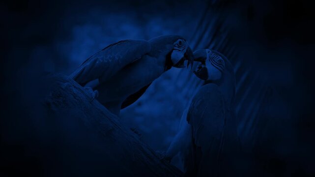 Parrots Tussle On Branch In Jungle At Night
