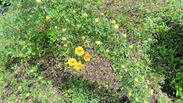 Yellow rosa foetida Persian Yellow in bloom video.
