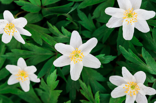 Wei&szlig;e Buschwindr&ouml;schen (Anemone nemorosa) Bl&uuml;ten im Fr&uuml;hlingswald