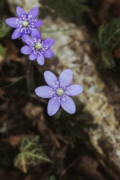 Lila Leberbl&uuml;mchen (Hepatica nobilis) Bl&uuml;ten im Fr&uuml;hling, Makro Ansicht von oben