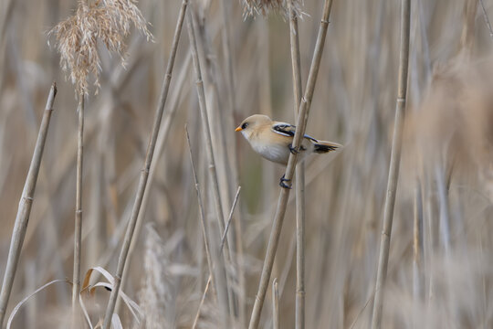 Bearded reedling perched among reeds