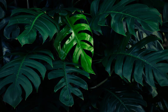 Lush Tropical monstera leaves in dark rainforest jungle background