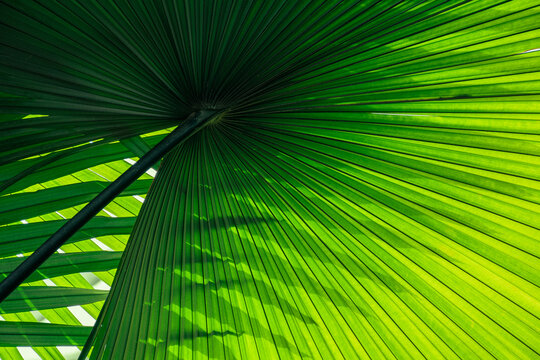 Sunlight through Tropical palm leaf, Natural green abstract pattern