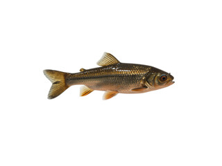 Naklejka premium Isolated Fish Swimming Side Profile Vector Illustration