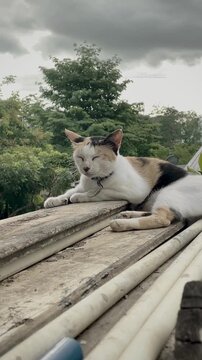 cat on the wood