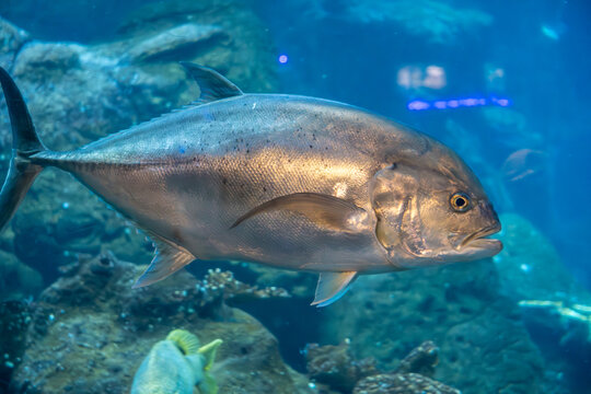 Giant trevally gliding through aquarium water with reflective scales and dramatic underwater marine atmosphere.