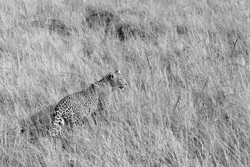Hunter in the Grass © George Erwin Turner