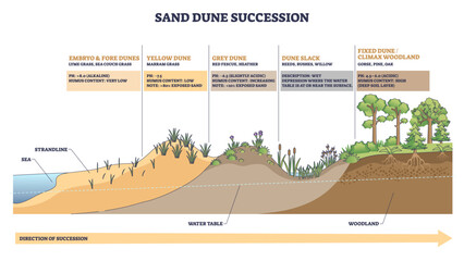Fototapeta na wymiar Sand dune succession illustrates coastal stages from beach to woodland, focusing on dunes, grasses, and trees with notes on pH and water table changes. Outline diagram