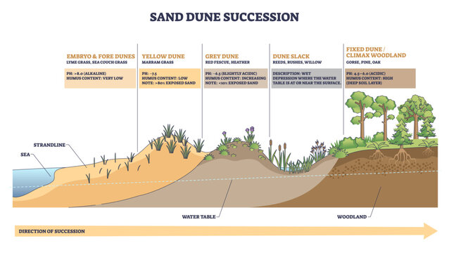 Sand dune succession illustrates coastal stages from beach to woodland, focusing on dunes, grasses, and trees with notes on pH and water table changes. Outline diagram