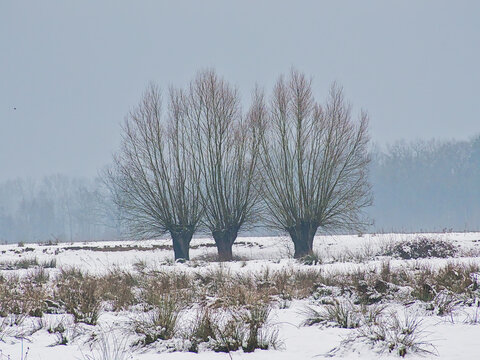 misty marsh landscape with pollarded willows in the snow in Bourgoyen nature resrerve 