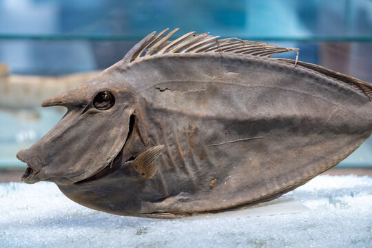 Large batfish fossil gliding peacefully through blue aquarium with smooth fins and serene tropical underwater atmosphere.