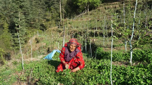 A senior Pahari woman wearing a traditional dhatu headscarf uses a traditional sickle (darati) to cut fresh grass for cattle in newly planted apple orchard in Himachal Pradesh, India.