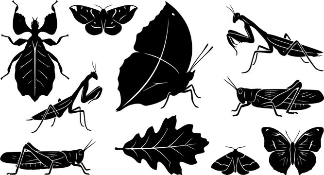 Butterfly Leaf Insect Black Silhouette Set Vector Nature Botanical Illustration Clipart