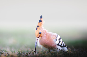 Close-up image of a hoopoe (Upupa epops) searching for food in short grass. The bird's distinctive fan-shaped crest, long decurved bill, and patterned black-and-white wings are clearly visible. © Serhii