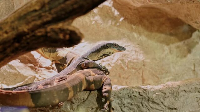 Monitor lizard stretched along a textured stone ledge beneath a fallen log in a terrarium-style enclosure. The reptile rests with head raised and clawed front