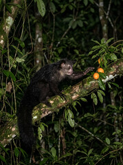 Naklejka premium The elusive Aye-Aye, an endangered lemur species, extends its long finger to touch vibrant orange fruits hanging from a moss-covered tree branch at dusk