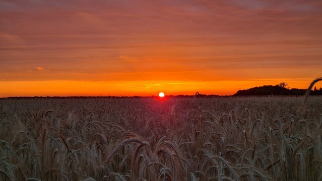 Magnifique coucher de soleil sur un champ de bl&eacute; peu de temps avant la moisson (vall&eacute;e de Chevreuse, France)