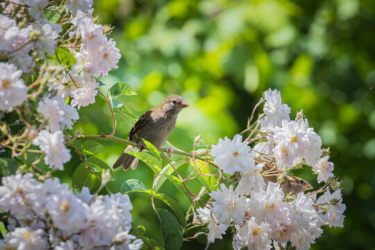 Small sparrow perched among white roses in a sunlit garden, delicate spring wildlife scene