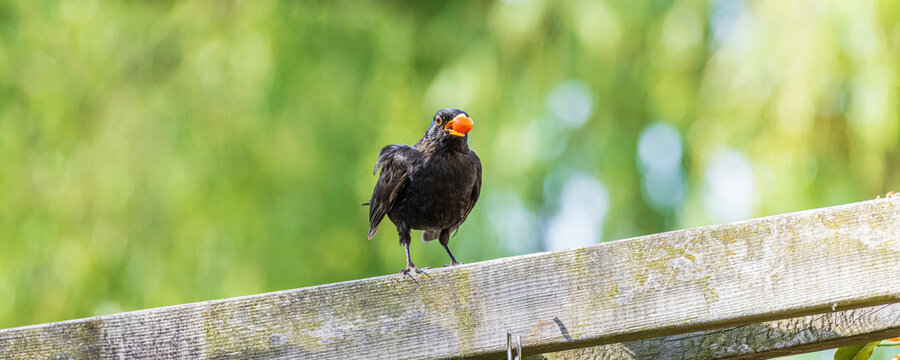 Male blackbird perched on wooden fence holding red berry with green bokeh background