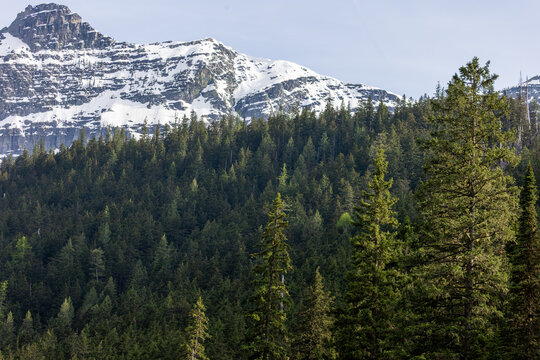 Summer in Montana, Glacier NP Avalanche Lake Trail, High Mountain Peaks and Forests of Montana