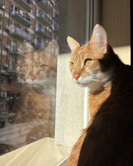 Beautiful ginger cat sitting on a windowsill and looking outside, domestic pet profile portrait with its reflection in the window pane © Anastasiia Diubua
