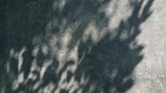 Tree Shadows Moving Across Dark Polished Concrete Wall in Natural Light 4k video footage