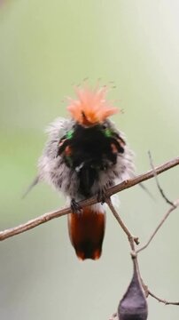 Whimsical Andean Cock-of-the-rock Bird with Fiery Crest