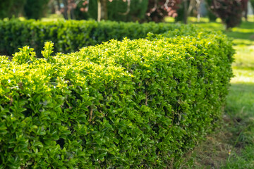 Obraz premium Green hedge trim in a garden area during the daytime with bright sunlight shining on the foliage and green grass surrounding it