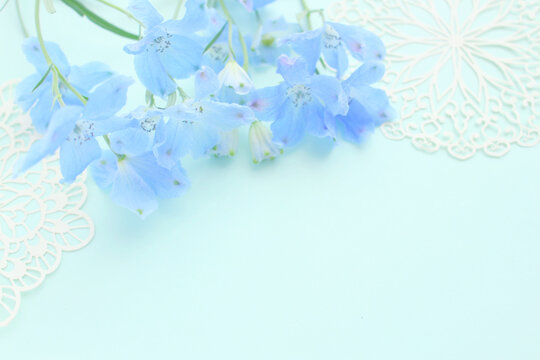 Blue Delphinium flowers for background