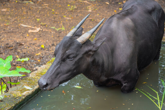 Anoa bends toward water surface in enclosure during daylight, captured in close view, expressing hydration behavior, calm presence, and natural wildlife routine