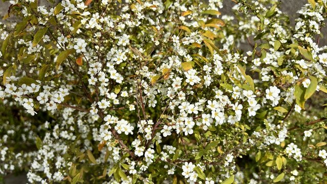 Close-up of Spiraea thunbergii yukiyanagi branches covered with numerous small white blossoms and fresh green leaves, creating a delicate ornamental shrub texture in soft natural daylight