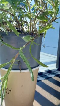 Close Up of Spider on Rosemary Plant in Urban Pot Garden for Ecosystem Concept