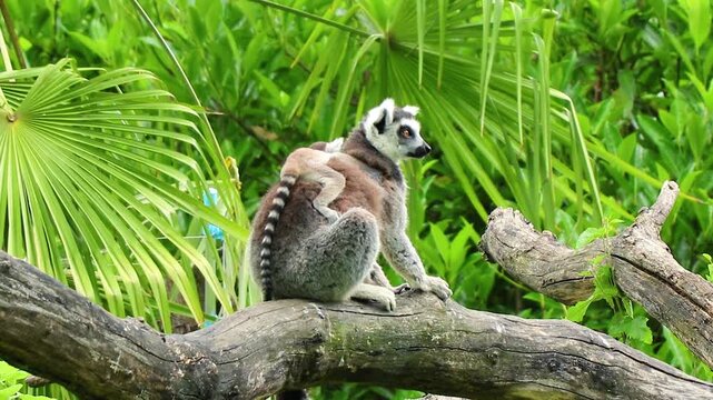 Ring-Tailed Lemur Carrying Baby on Tree Branch in Tropical Greenery