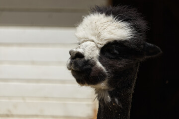 A black-and-white alpaca standing in front of a barn.  © Viktoriya