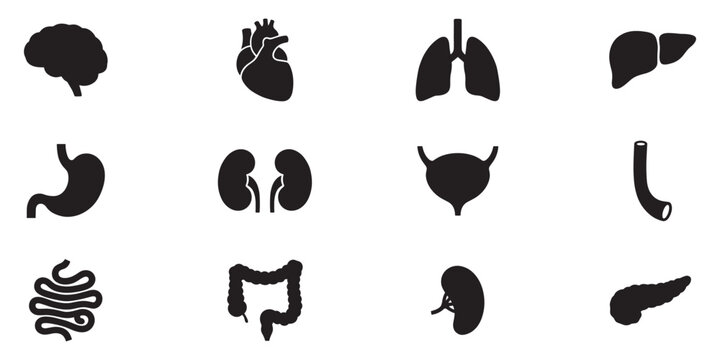 Human organ, anatomy icon set. Vector glyph pictograms of brain, heart, lungs, liver, stomach, intestine, kidney medical, healthcare, and biology concept black silhouette illustration. EPS 10