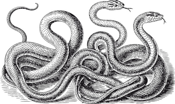 Three entangled snakes with detailed scales and patterns, black and white line art illustration.