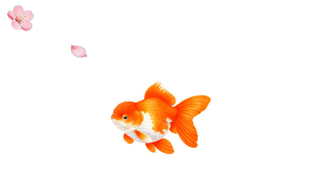 Orange Ranchu Goldfish with Sakura Petals on Minimal Japanese Background &ndash; 4K Wallpaper