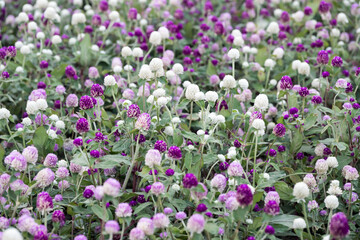 Obraz premium Beautiful Globe Amaranth (gomphrena globosa) flowers. 