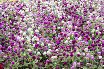 Obraz premium Beautiful Globe Amaranth (gomphrena globosa) flowers. 