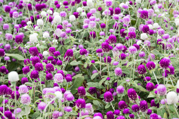 Obraz premium Beautiful Globe Amaranth (gomphrena globosa) flowers. 