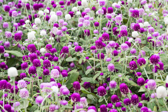 Beautiful Globe Amaranth (gomphrena globosa) flowers.	
